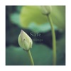 Safe - Single