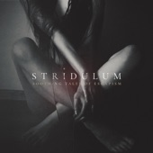 STRIDULUM - Fear