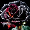 Квітнуть чорні квіти - Single
