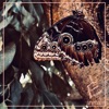 Animals (feat. Eoghan Konstantin) - Single