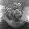 igor - Trucha lyrics