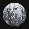 Branches - Single