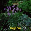Deja Vu - Single