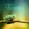 Tranquility of Forest: 30 Sounds of Nature Collection, Singing Birds, Crickets, Frogs, Wind & River for Meditation Relaxation, Free Your Mind, Natural Sleep Aid album lyrics, reviews, download