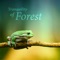 Green Frogs - Zen Soothing Sounds of Nature lyrics