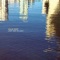 Ailanthus - Julia Kent lyrics