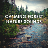 Calming Forest Nature Sounds: Peaceful De-Stress Study Sleep and Yoga Relaxation - Calming Forest