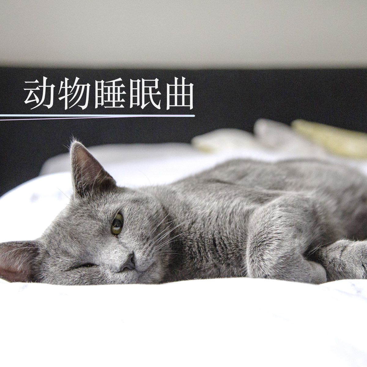 动物睡眠曲 18家庭宠物最好听的安眠曲by 动物音乐on Apple Music