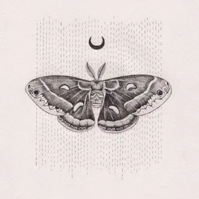 Moth - Vinny