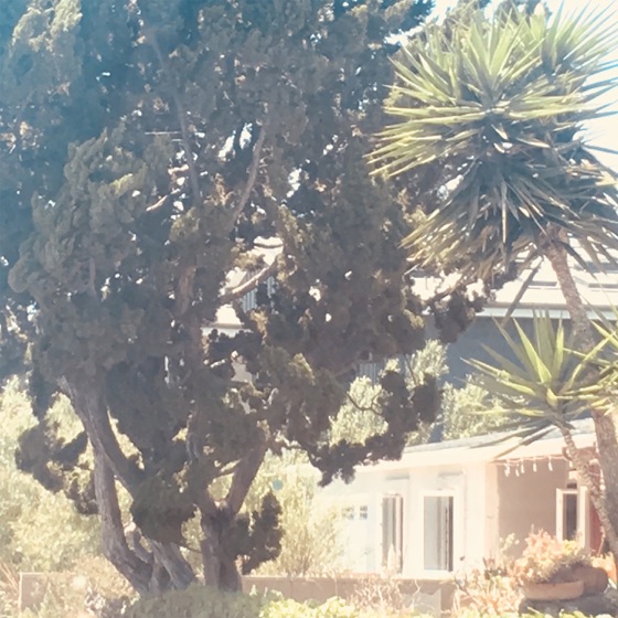 Cover artwork for Venice Bitch