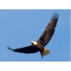 Rise Up Like the Eagle