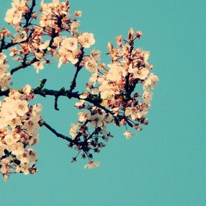 Magnolia - Single