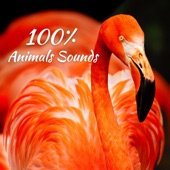 100% Animals Sounds: Awesome Wild Nature for Relaxation artwork