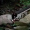 Tribe (feat. Aphiniti) - TrillNotic lyrics