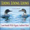 Loons, Loons, Loons (Loon Sounds with Organic Ambient Music) album lyrics, reviews, download