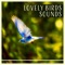 Spring Afternoon - Calm Singing Birds Zone lyrics
