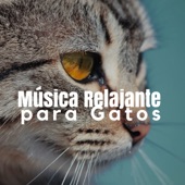 Música Relajante para Gatos 🐱 Sonidos de la Naturaleza y Música Calma para Relajar Gatos y Gatitos Inquietos artwork