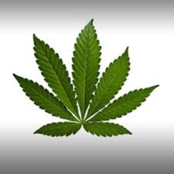 Cultivo de Guerrilla ¿Cómo camuflar la marihuana Marihuana Al Natural 34.