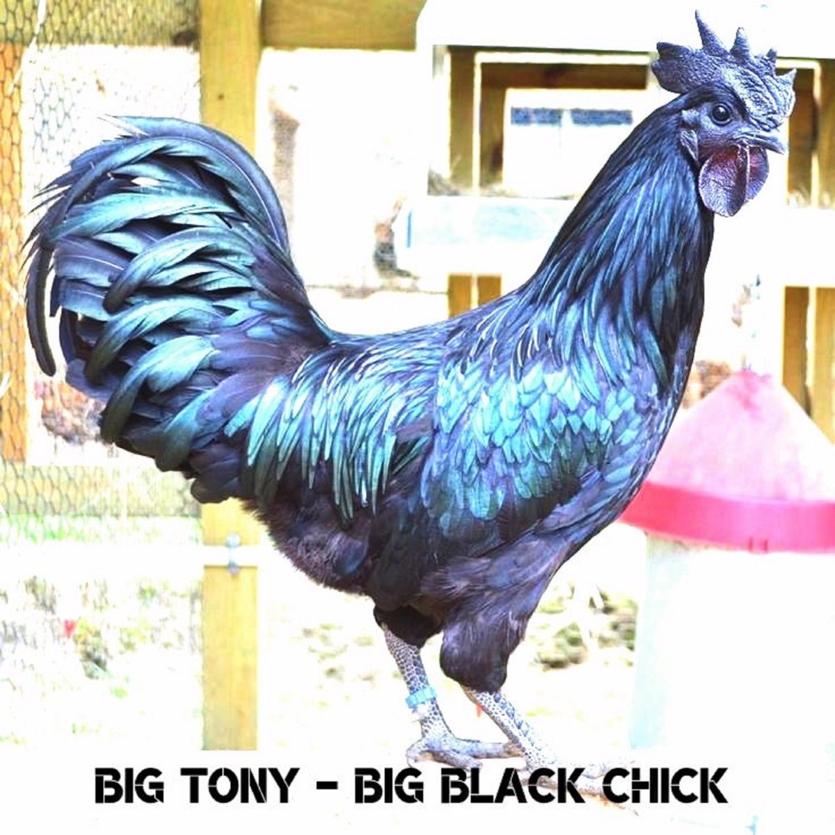 Big black chicks