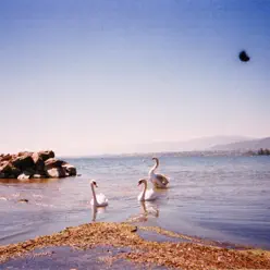 Loss Memory - Coma Cinema