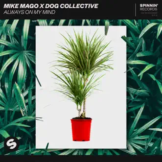 Always on My Mind by Mike Mago & Dog Collective song reviws