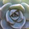 Cycads - Parabyl lyrics
