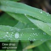 Dew Drop - Single