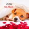 Music for Sleeping (Peaceful Songs) - Pet Care Music Therapy lyrics