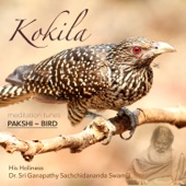 Meditation Tunes - Pakshi / Bird - Kokila artwork