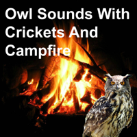 Owl Sounds Recordings - Owl Sounds with Crickets and Campfire artwork