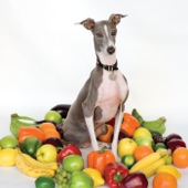 Excellent Italian Greyhound artwork