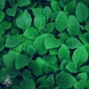 Greenery - Single