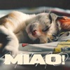 MIAO! - Single