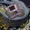 Dua lity - eyes of earth 1424697388 - Olga Productions