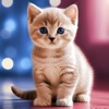 Dara Kids - Cute Kitten Meow