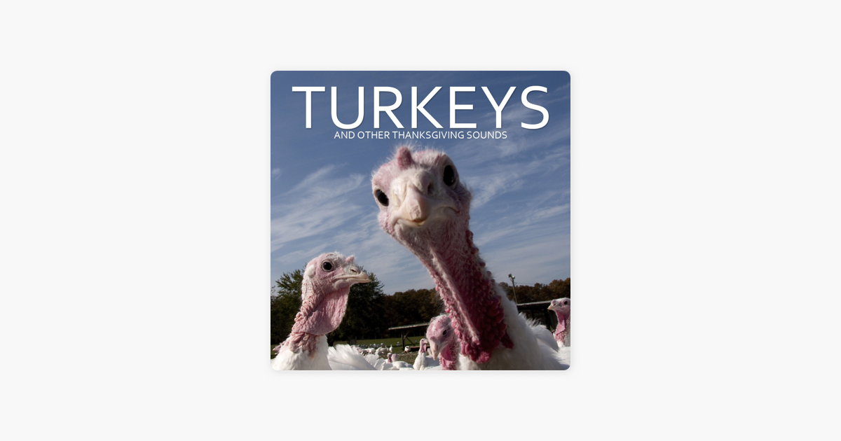 turkeys and other thanksgiving sounds by pro sound effects library turkeys and other thanksgiving sounds by pro sound effects library on apple music