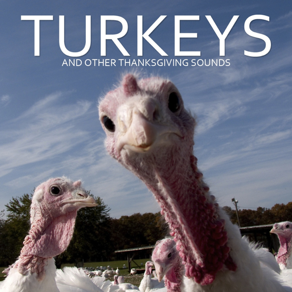 turkeys and other thanksgiving sounds by pro sound effects library turkeys and other thanksgiving sounds by pro sound effects library on apple music