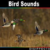 Mallard Duck Quacking Version 2 - Digiffects Sound Effects Library