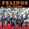 Arreando la Mula - Felinos lyrics