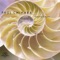 Forever Escher: Allegro vivace: Ben ritmico - Arcata String Quartet & Amherst Saxophone Quartet lyrics