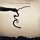 Over the Rhine-Sleep Baby Jane
