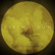 Rising Sun - White Moth Black Butterfly