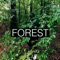 Forest (feat. Stevie Dutch & Paysh) - Alista Marq lyrics