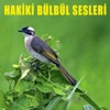 Hakiki Bülbül Sesleri