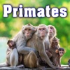 Sound Ideas - Monkeys Let out Various Screams