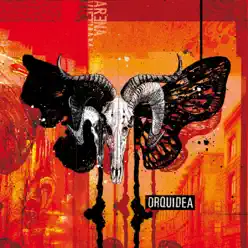 Orquídea - Orquídea Orquídea - Orquídea