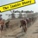 Paris-Roubaix, The Inside Story: All the Bumps of Cycling's Cobbled Classic (Unabridged)