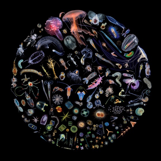 Cover artwork for Manta Ray