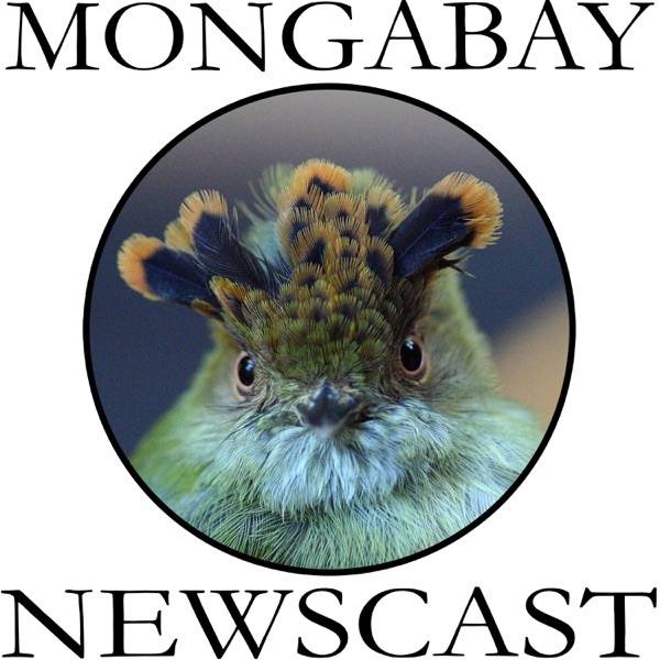 Mongabay Newscast Mongabay Newscast