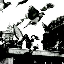 Birds' Flights - Noumena Birds' Flights - Noumena